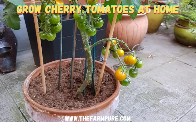 Grow Cherry Tomatoes at Home Grow Cherry Tomatoes at Home