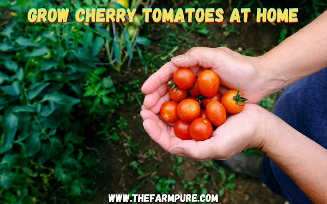 Grow Cherry Tomatoes at Home Grow Cherry Tomatoes at Home