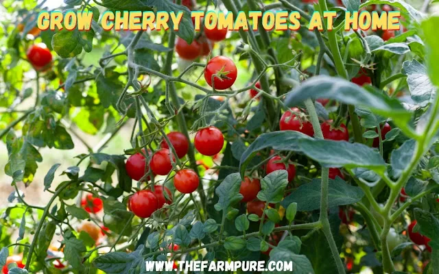 Grow Cherry Tomatoes at Home Grow Cherry Tomatoes at Home