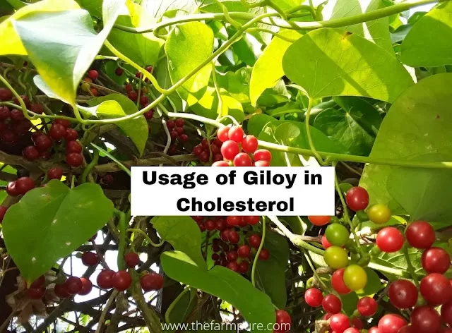 Usage of Giloy in Cholesterol