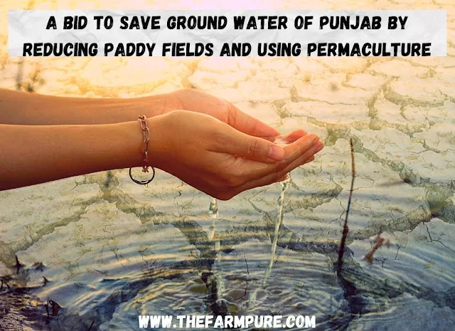 A Bid To Save Ground Water of Punjab By Reducing Paddy Fields and Using Permaculture