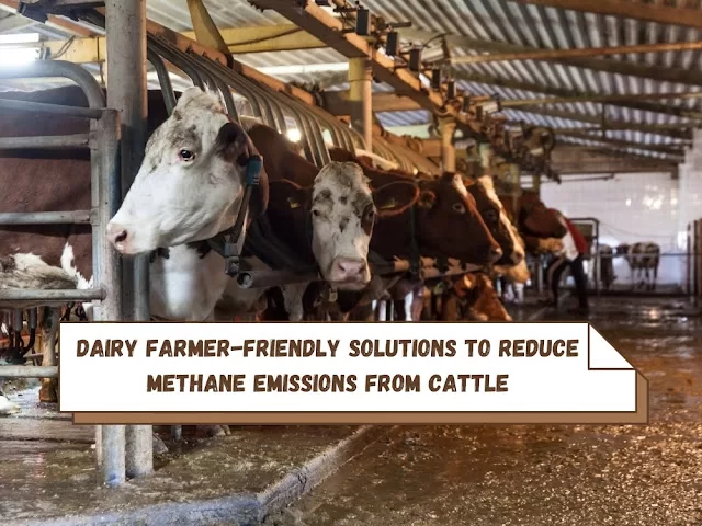 Reduce Methane Emissions From Cattle