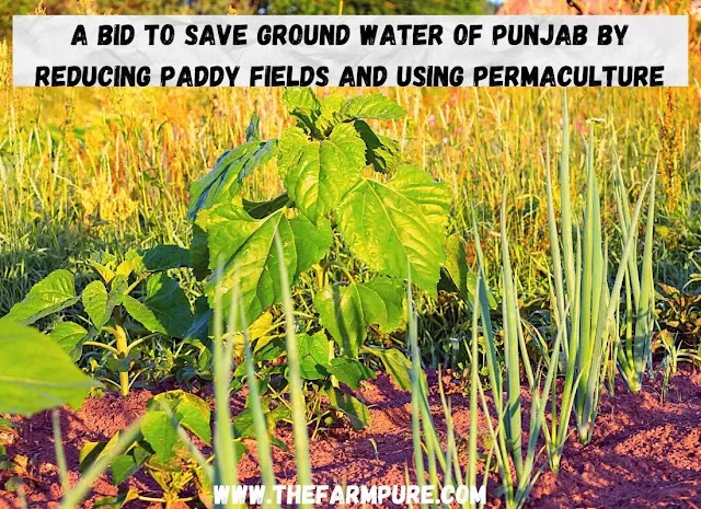 A Bid To Save Ground Water of Punjab By Reducing Paddy Fields and Using Permaculture