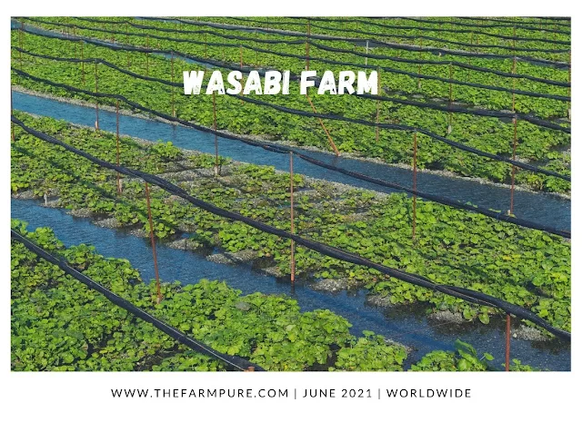 Top 10 Most Profitable Cash Crops