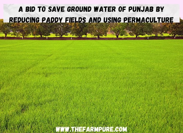 A Bid To Save Ground Water of Punjab By Reducing Paddy Fields and Using Permaculture