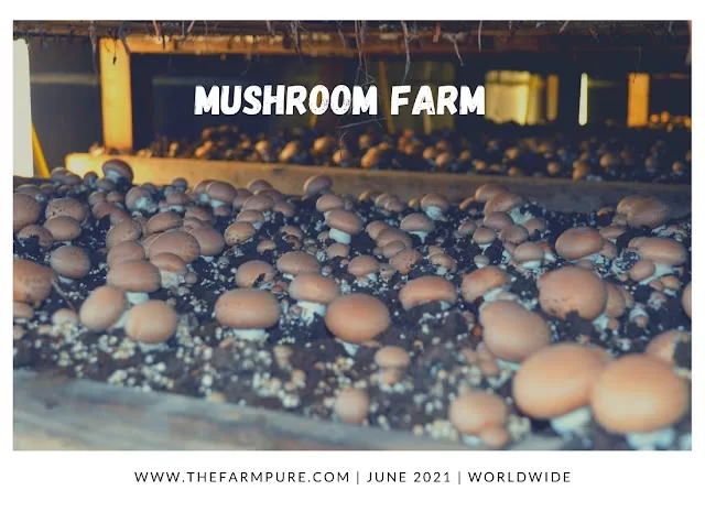 Top 10 Most Profitable Cash Crops