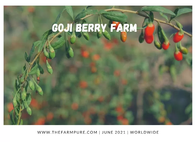 Top 10 Most Profitable Cash Crops
