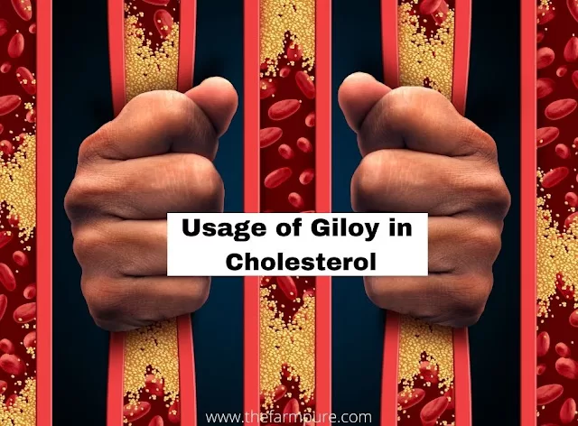 Usage of Giloy in Cholesterol