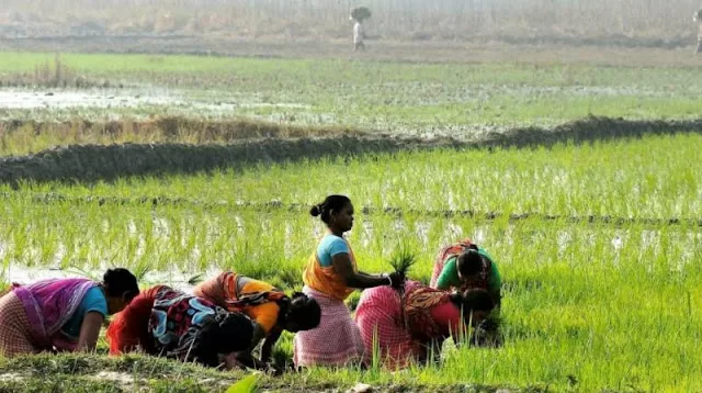 Kharif Season Brings A New Sowing Record For Telangana State