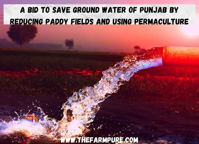 A Bid To Save Ground Water of Punjab By Reducing Paddy Fields and Using Permaculture