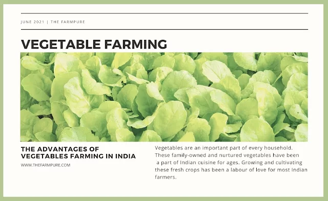 The Advantages of Vegetables Farming in India