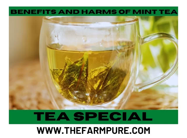 Good and Bad of Mint Tea