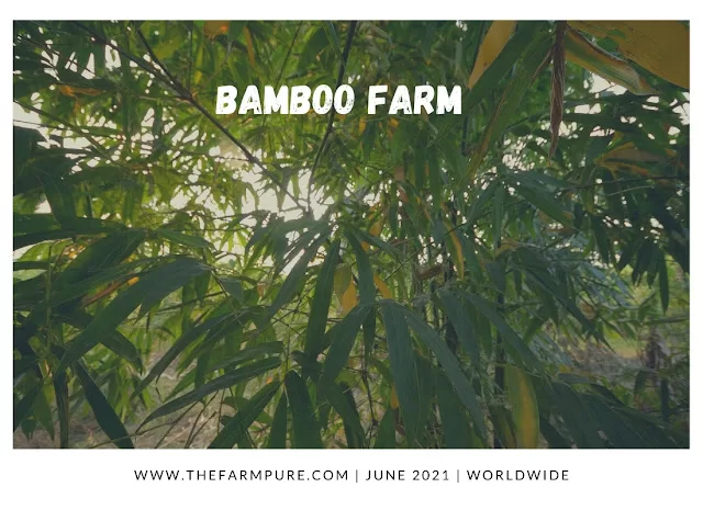 Top 10 Most Profitable Cash Crops