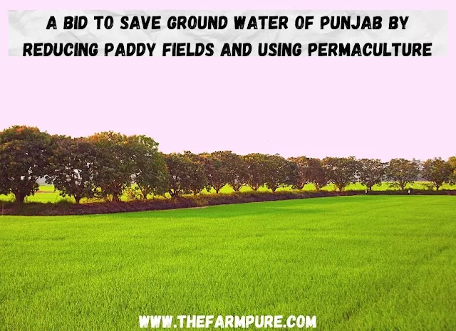 A Bid To Save Ground Water of Punjab By Reducing Paddy Fields and Using Permaculture
