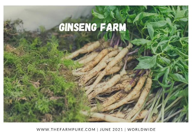 Top 10 Most Profitable Cash Crops
