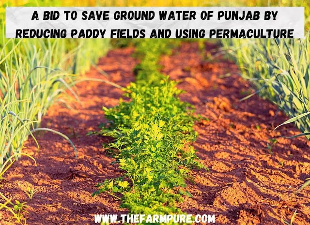 A Bid To Save Ground Water of Punjab By Reducing Paddy Fields and Using Permaculture
