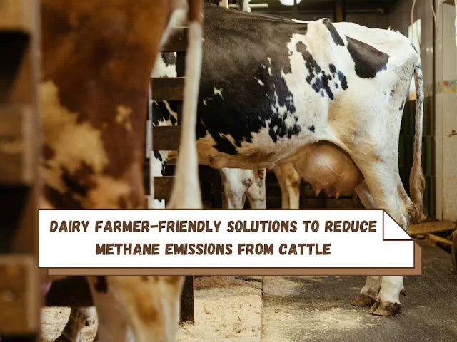Reduce Methane Emissions From Cattle