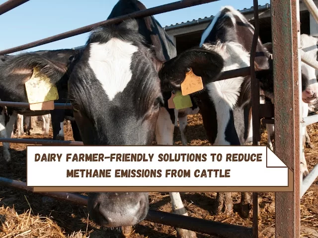 Reduce Methane Emissions From Cattle