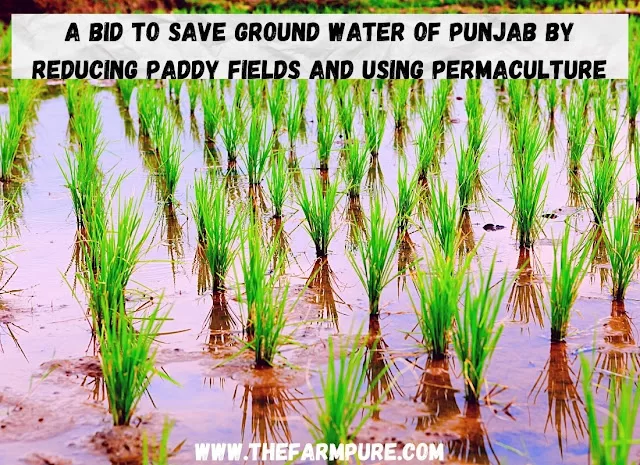 A Bid To Save Ground Water of Punjab By Reducing Paddy Fields and Using Permaculture