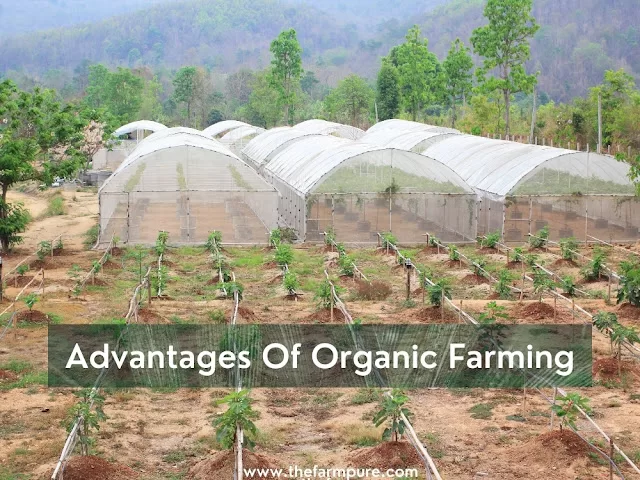 Advantages Of Organic Farming