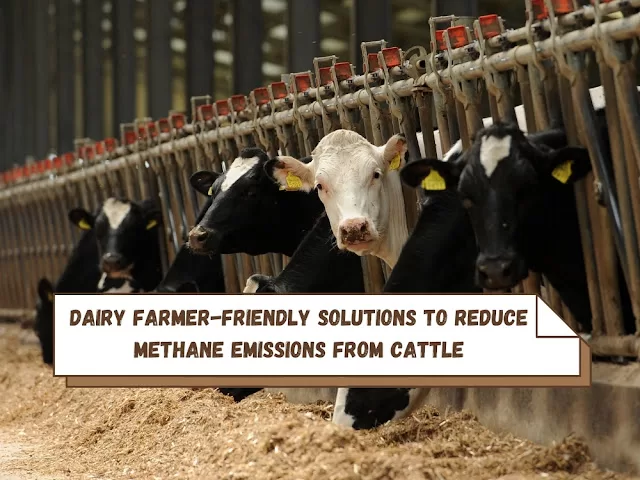 Reduce Methane Emissions From Cattle