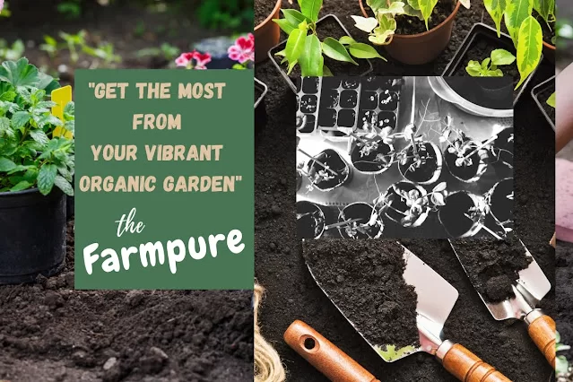How to Get The Most From Your Vibrant Organic Garden