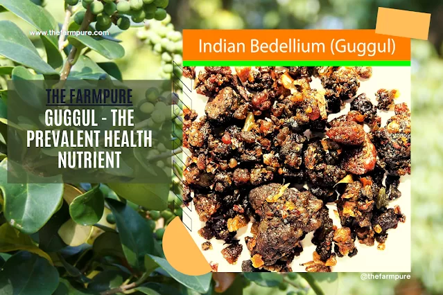 Guggul - The Prevalent Health Nutrient