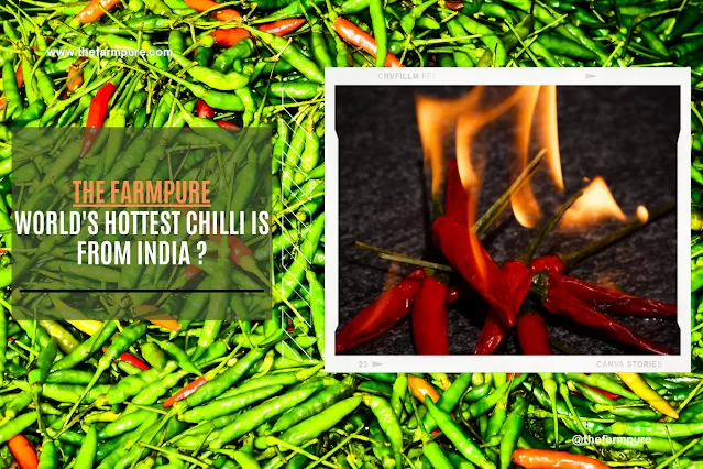 World's Hottest Chilli Is From India ?