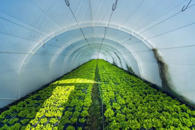 What is Organic Farming? A Blog on Organic Farming in India