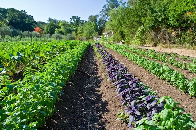 What is Organic Farming? A Blog on Organic Farming in India