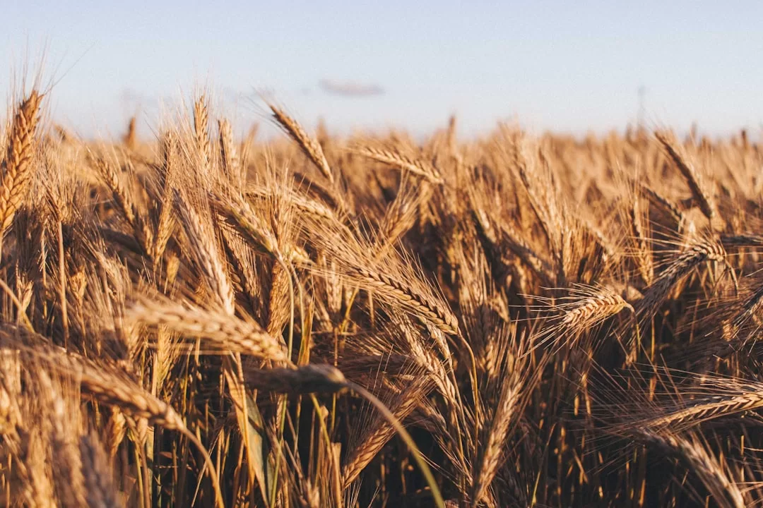 Health benefits of khapli wheat