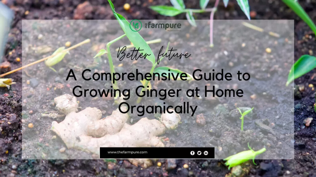 grow ginger at home