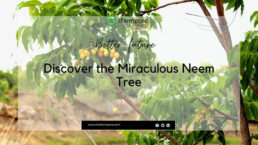 neem tree benefits