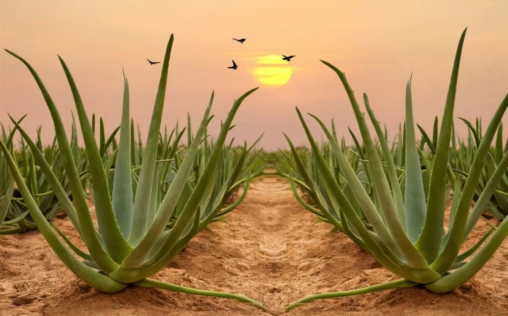 Aloe Vera farming in India