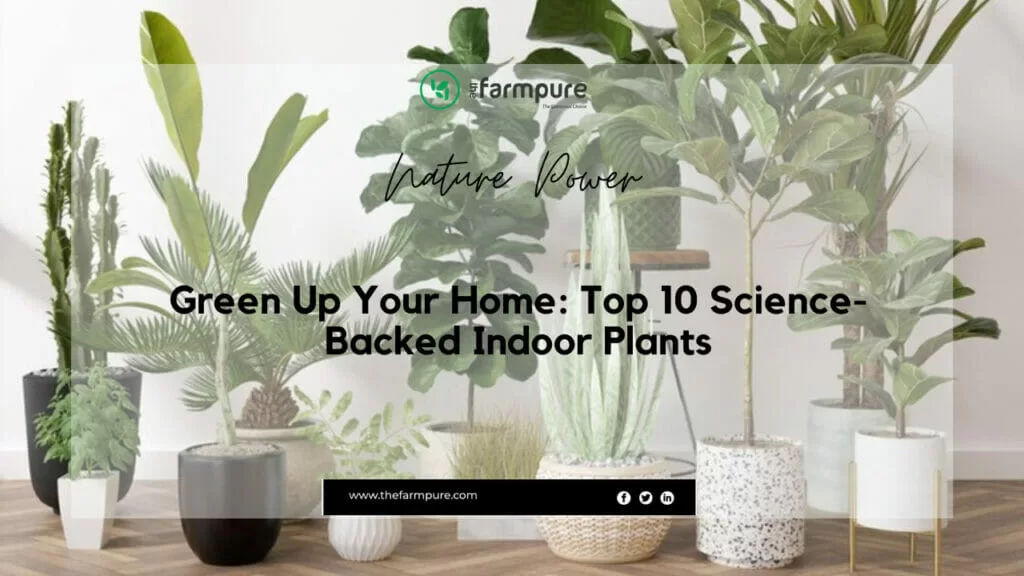 health benefits of indoor plants