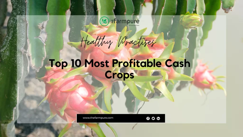 Top 10 Most Profitable Cash Crops