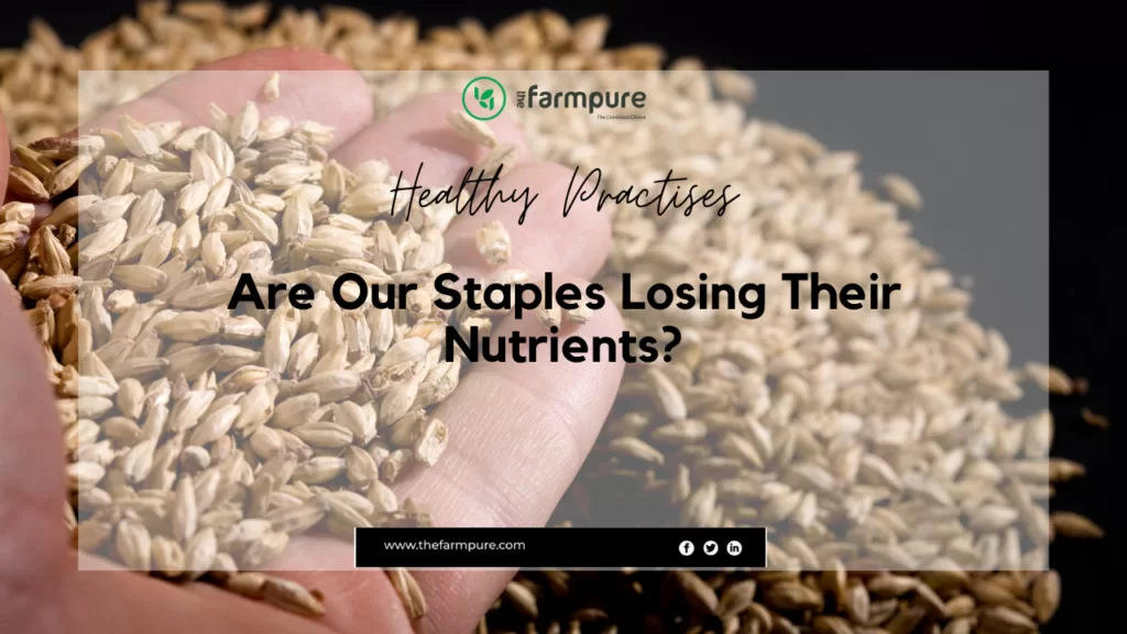 Are Our Staple Grains Of Wheat And Rice Losing Their Nutrients?