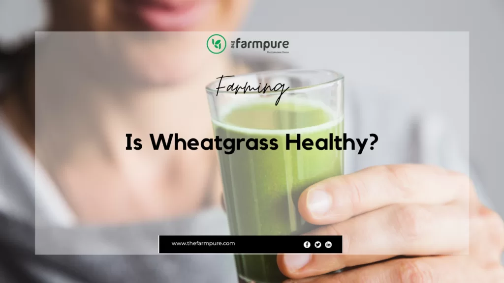 Is Wheatgrass Healthy?