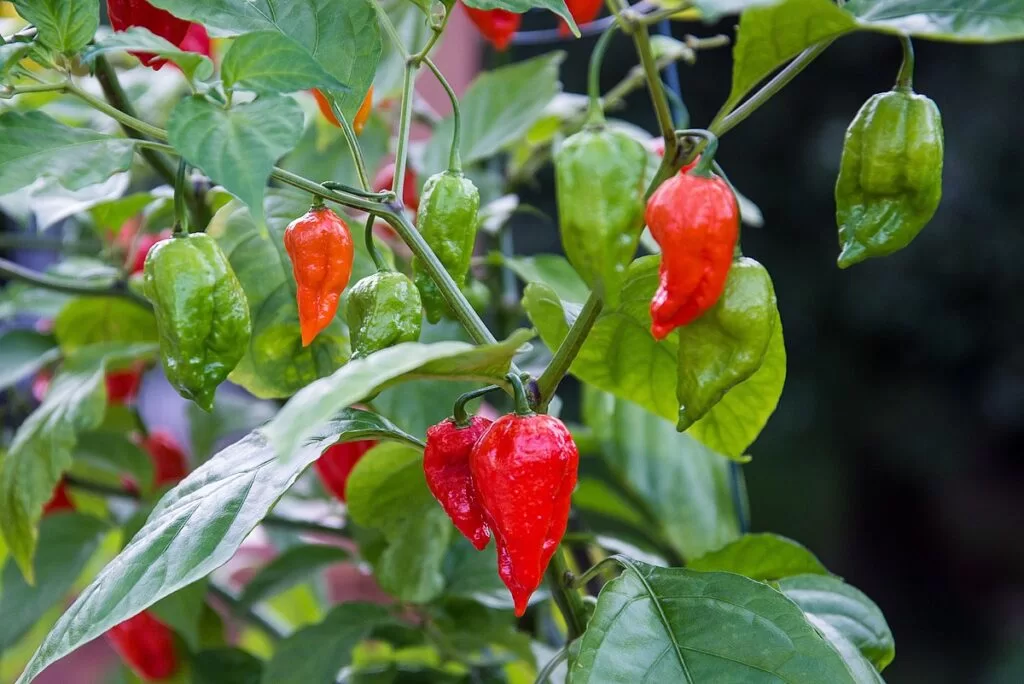 world's hottest Chilli