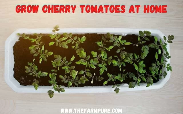 Grow2BCherry2BTomatoes2Bat2BHome2B252842529