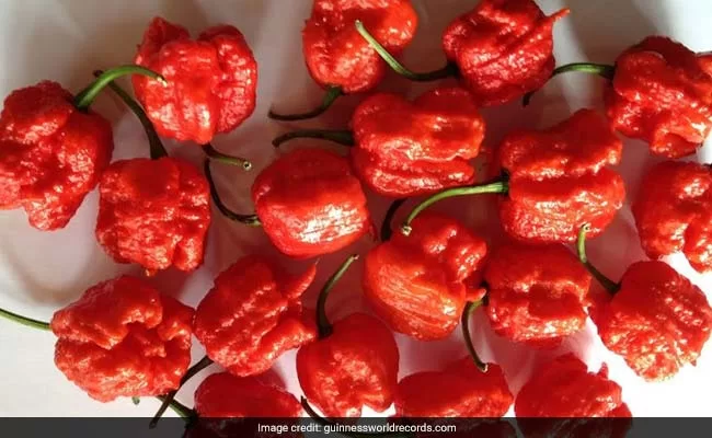 Worlds Hottest Chilli Is From India 36