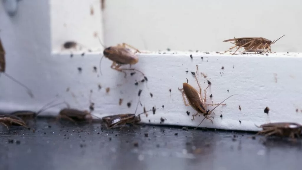 Cockroaches and the Diseases They Carry