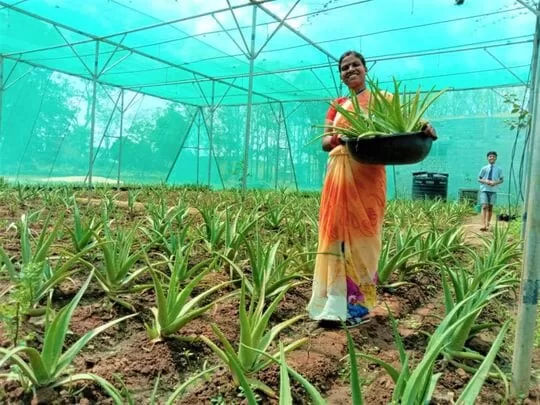 Aloe Vera farming in India