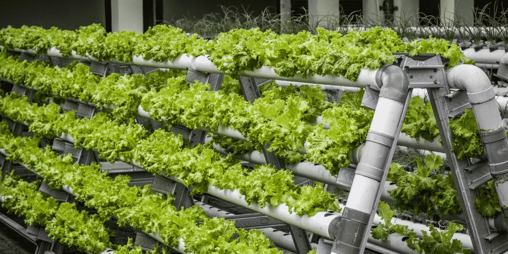 What is Vertical Farming