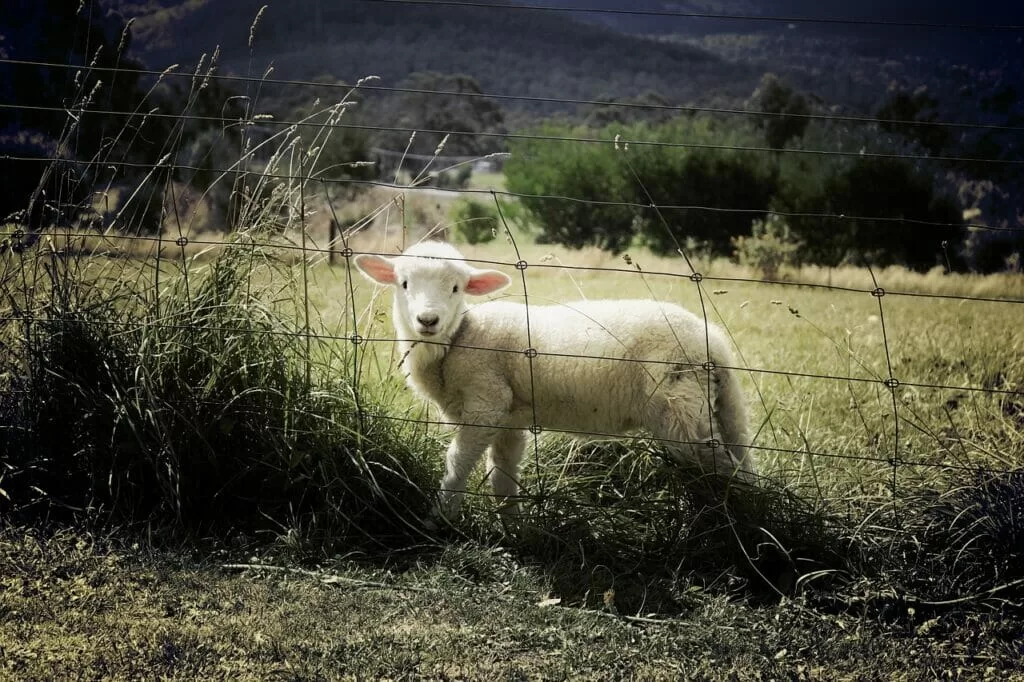 lamb, sheep, fence-451982.jpg