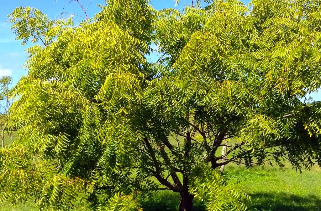 neem oil benefits
