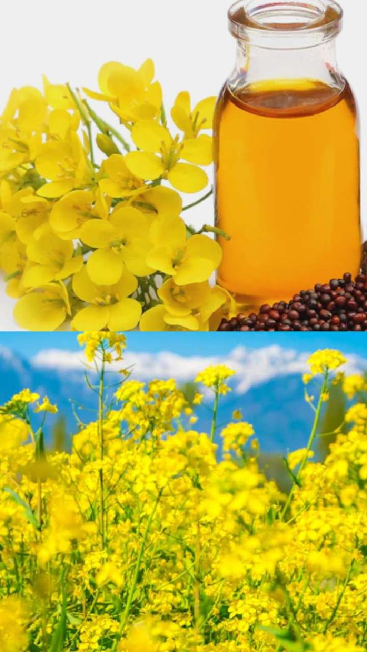 Know 6 benefits of mustard oil