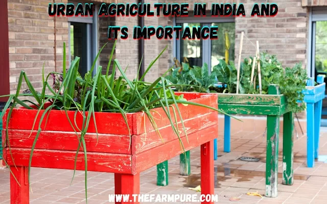 Urban Agriculture In India And Its Importance