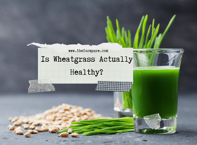 Is Wheatgrass Healthy?