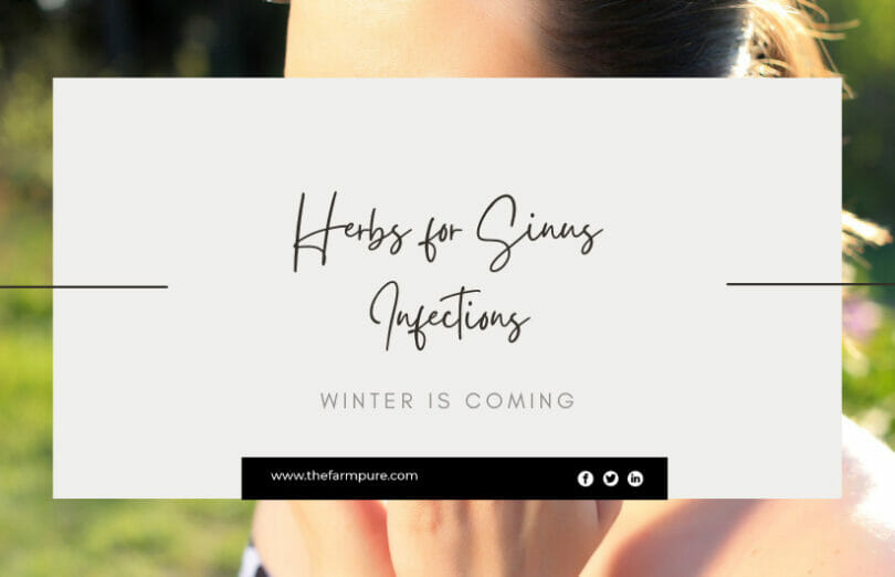 Herbs for Sinus Infections